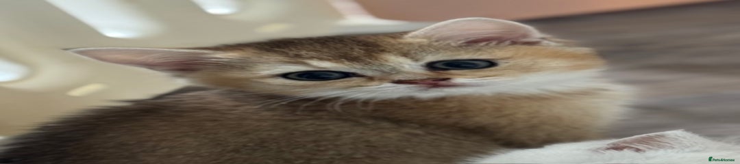 Male Kitten - BSHny12 