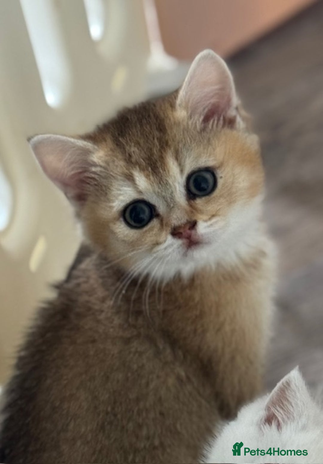 British Shorthair cats for sale: Championship Line Golden Tipped British Shorthair  - Image 6