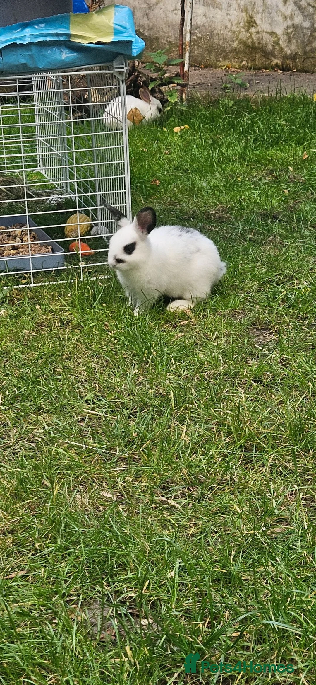 Mixed Breed rabbits for sale: I have 4 weeks and 8 weeks olds rabbits  - Advert 14