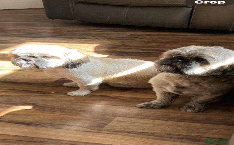 Shih Tzu dogs - Advert 2