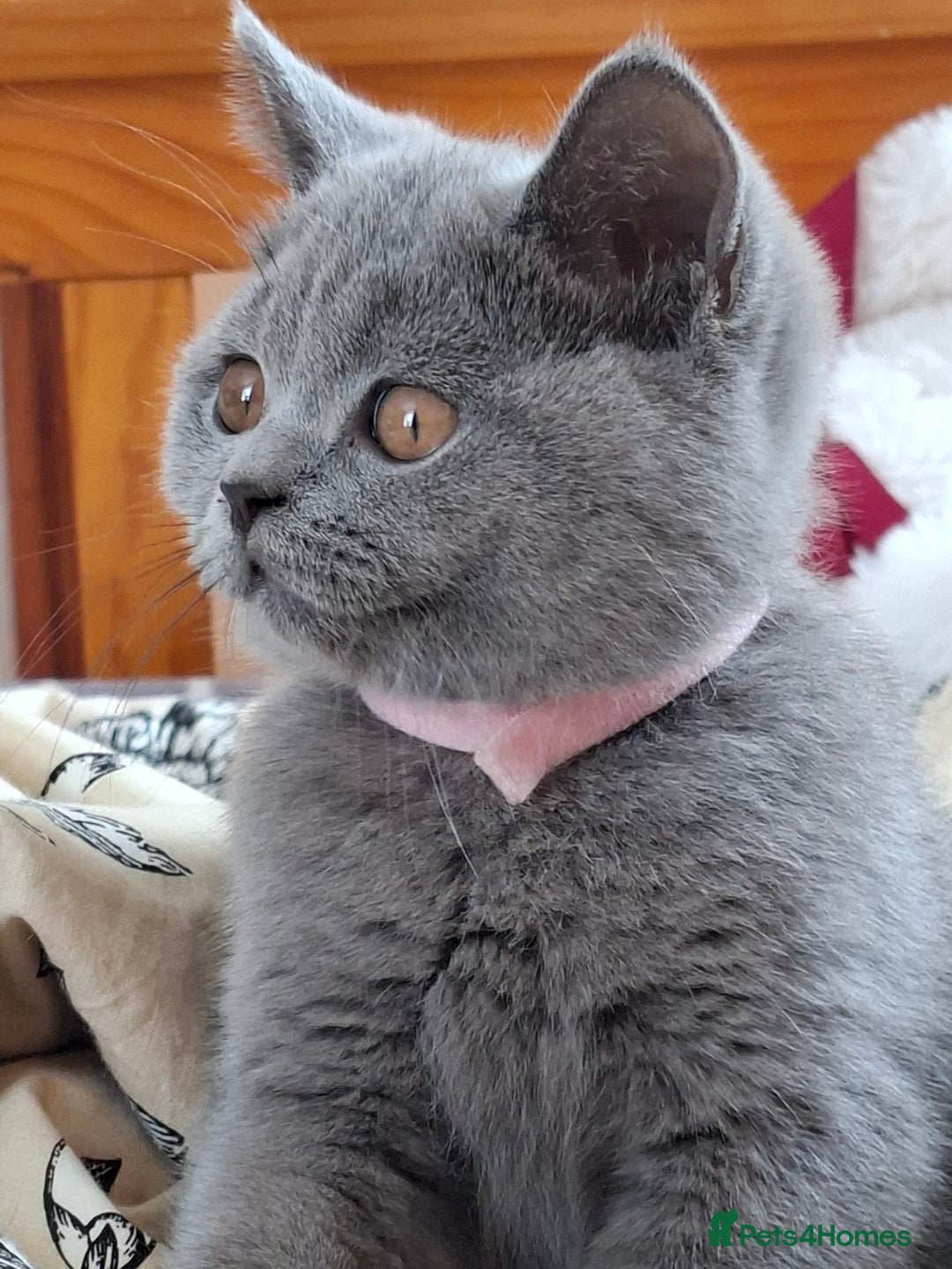 British Shorthair cats for sale: Pedigree British BSH girl for sale. Last one! - Image 10