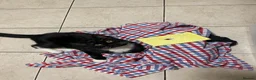 Domestic Shorthair cats for sale: 6 month tuxedo cat for adoption - Advert 3