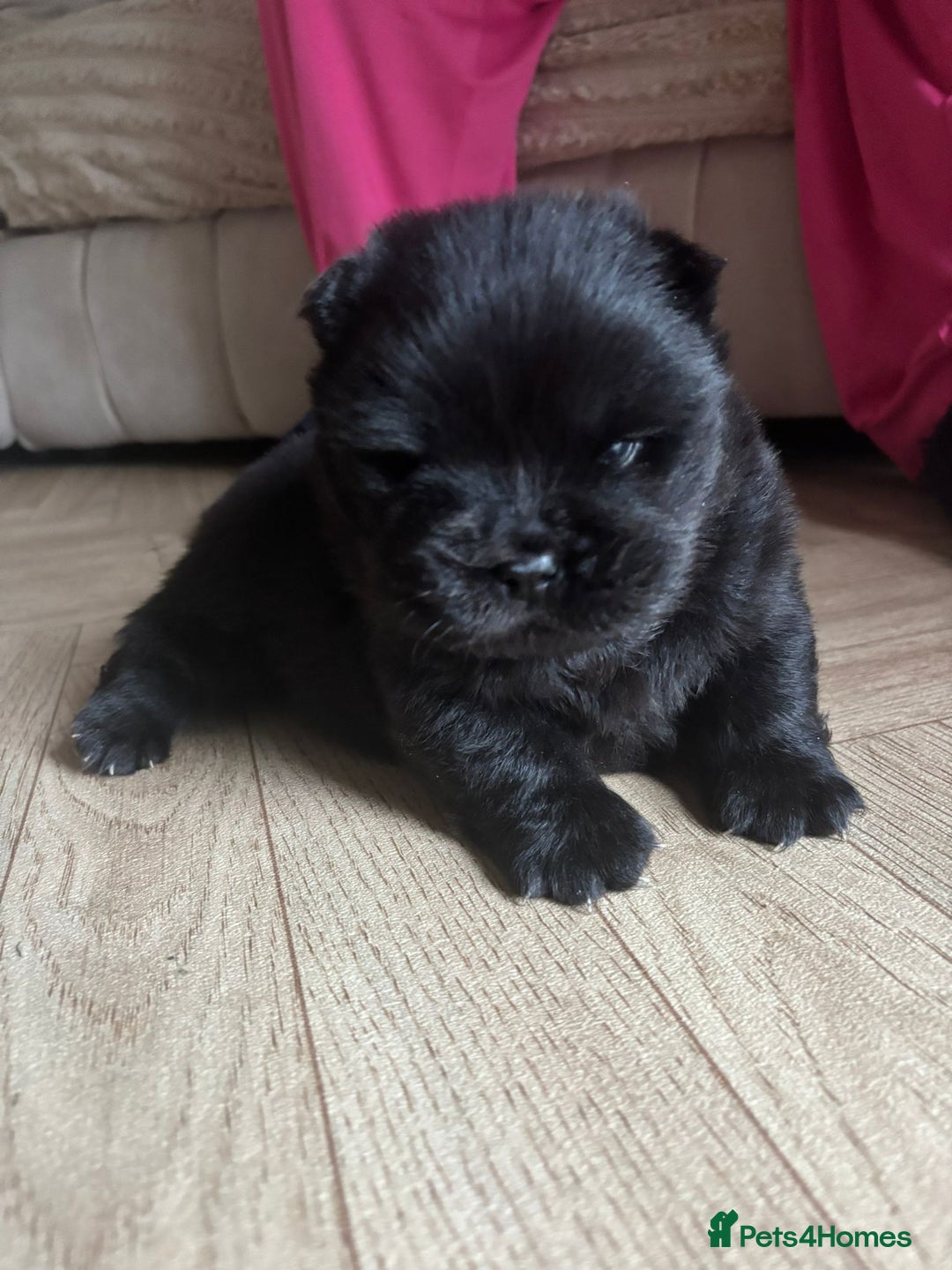 Chow Chow dogs for sale: Stunning Chow Chow Puppies Luxi Chow × Royal Chows - Advert 5