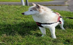 Siberian Husky dogs for sale: Hugo - siberian husky - Image 2