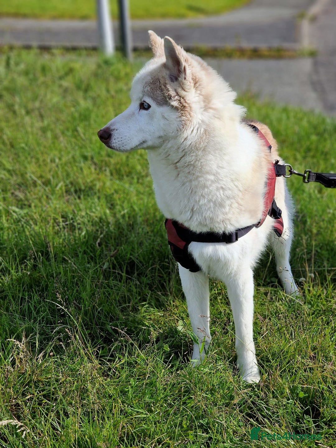 Siberian Husky dogs for sale: Hugo - siberian husky - Image 2