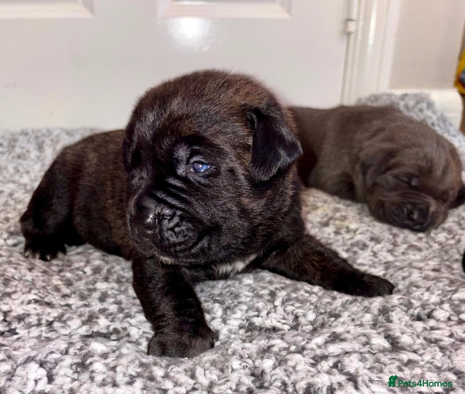Mixed Breed dogs *ITALIAN MASTIFFS* Cane Corso x Presa Canario Pups - Advert 6