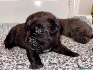 Mixed Breed dogs *ITALIAN MASTIFFS* Cane Corso x Presa Canario Pups - Advert 6
