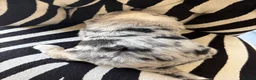 Sheepadoodle dogs for sale: Medium Sheepadoodle Blue and White  - Advert 18