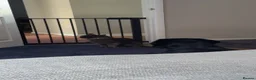 Springador dogs for sale: Female Springador  - Advert 6