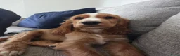 Cocker Spaniel dogs for sale: Beautiful cocker spaniel puppies 🐶  - Advert 1
