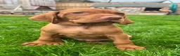 Hungarian Vizsla dogs for sale: EXCEPTIONAL HUNGARIAN VIZSLA PUPPIES - Advert 6
