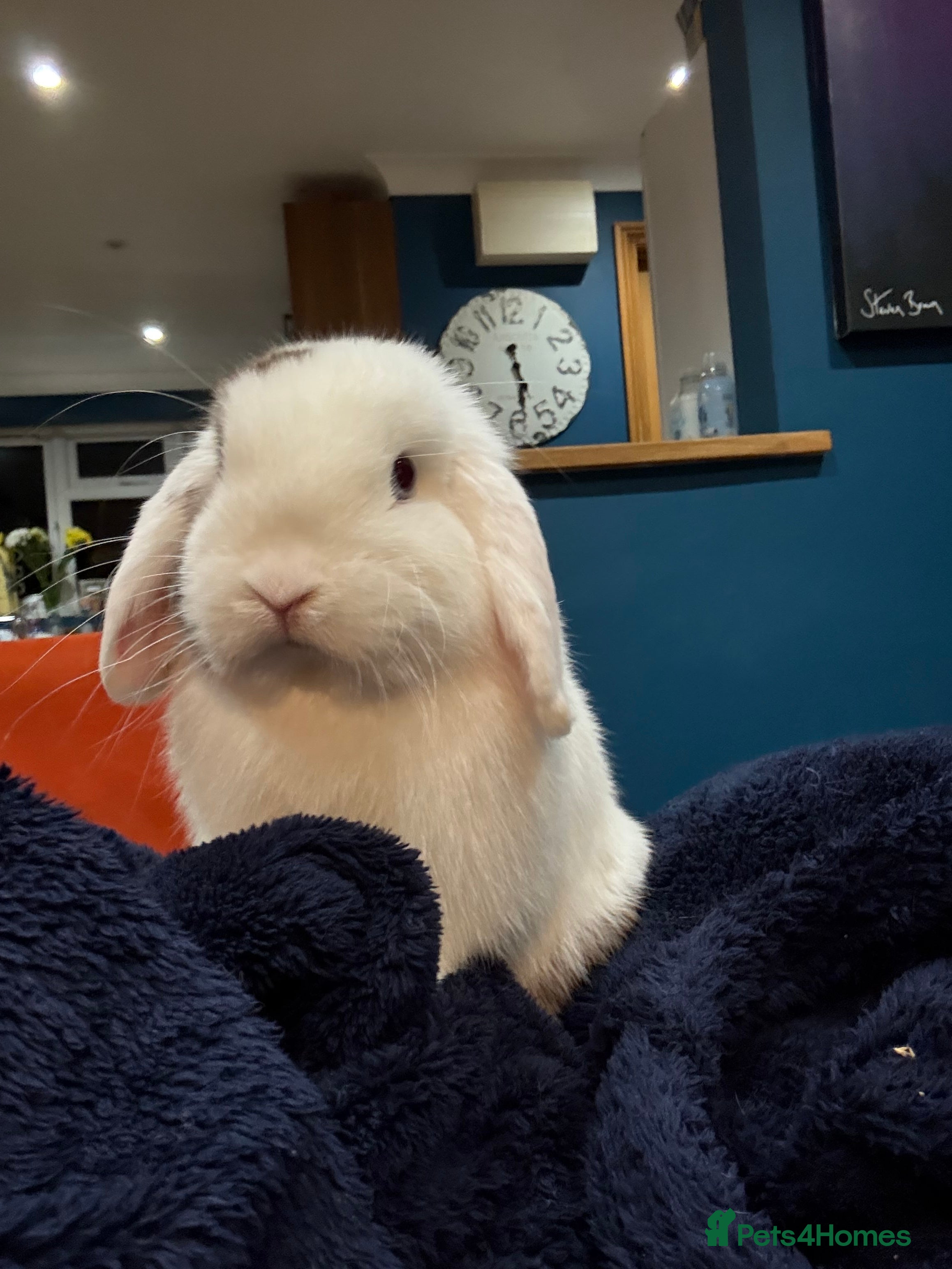 Mini Lop rabbits Mini lops - Advert 1