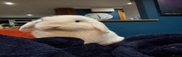Mini Lop rabbits for sale: Mini lops - Advert 1