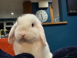 Mini Lop rabbits Mini lops - Advert 1
