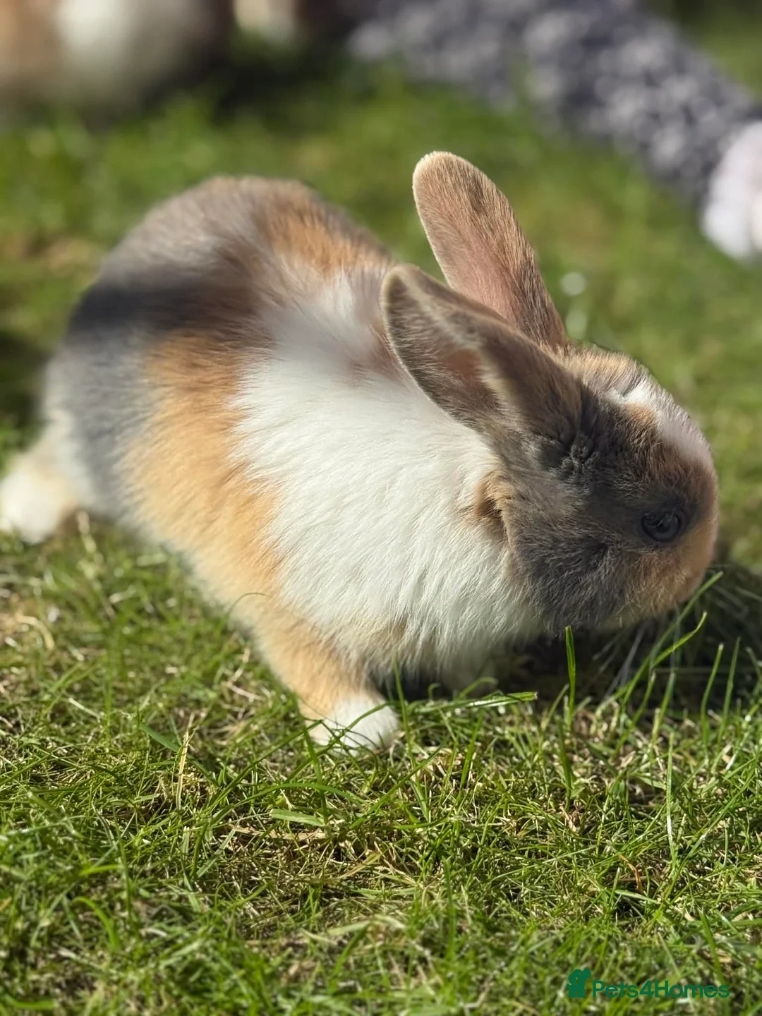 Mixed Breed rabbits for sale: Gorgeous bunnies - Advert 9