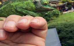 Chameleon reptiles for sale: Jackson’s  - Image 2