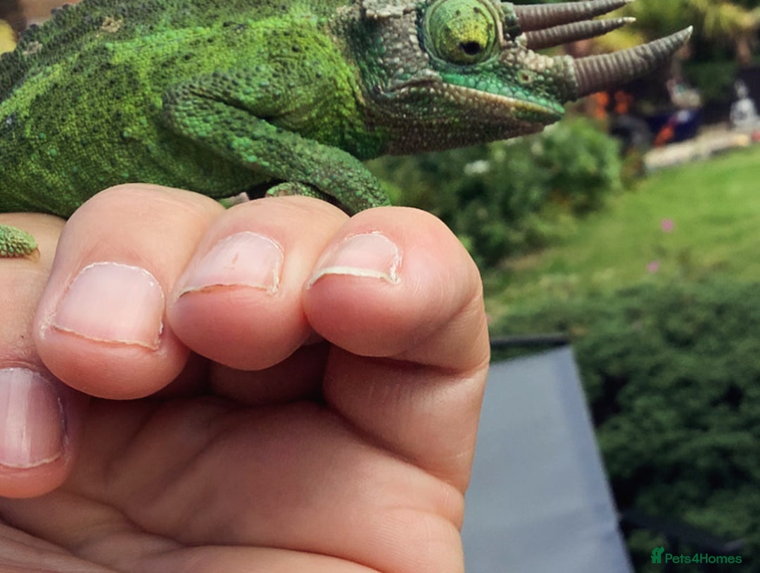Chameleon reptiles for sale: Jackson’s  - Image 2