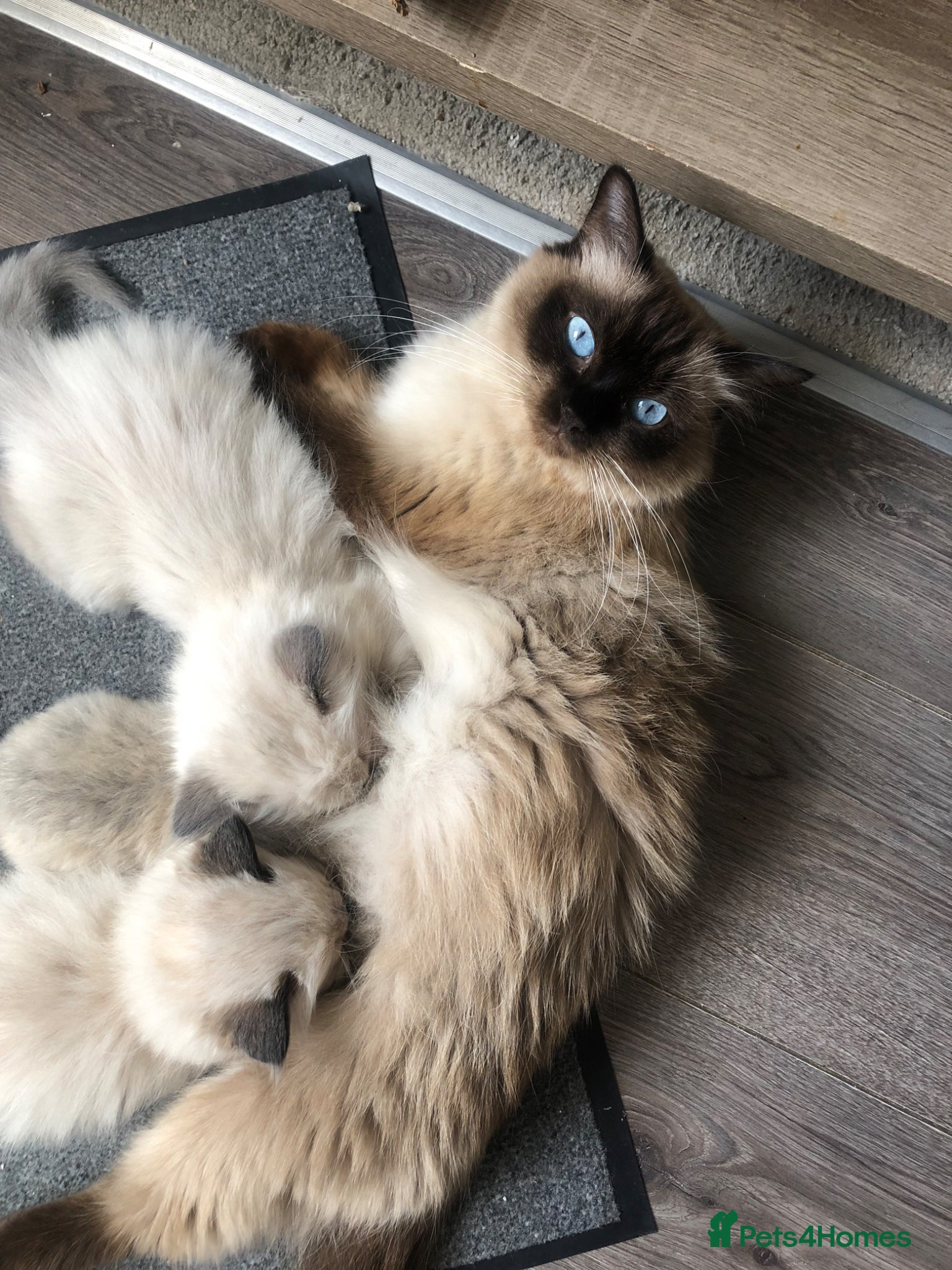 Ragdoll cats for sale: Ragdoll kittens in Southend-on-Sea - Advert 1