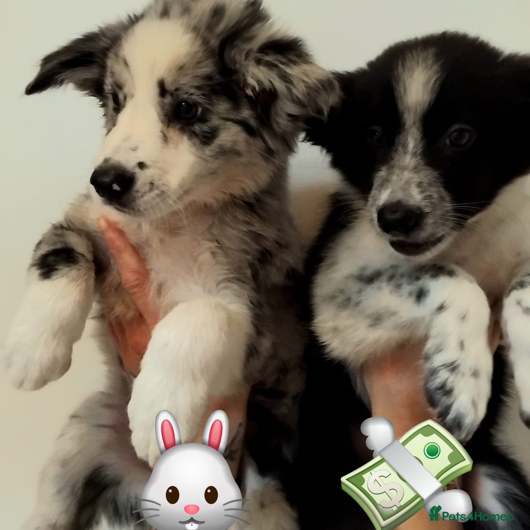 Border Collie dogs for sale: Stunning litter of blue merle border collies - Image 16
