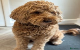 Australian Labradoodle dogs for sale: MULTIGEN AUSTRALIAN LABRADOODLE PUPPIES Due -25/08 - Image 2