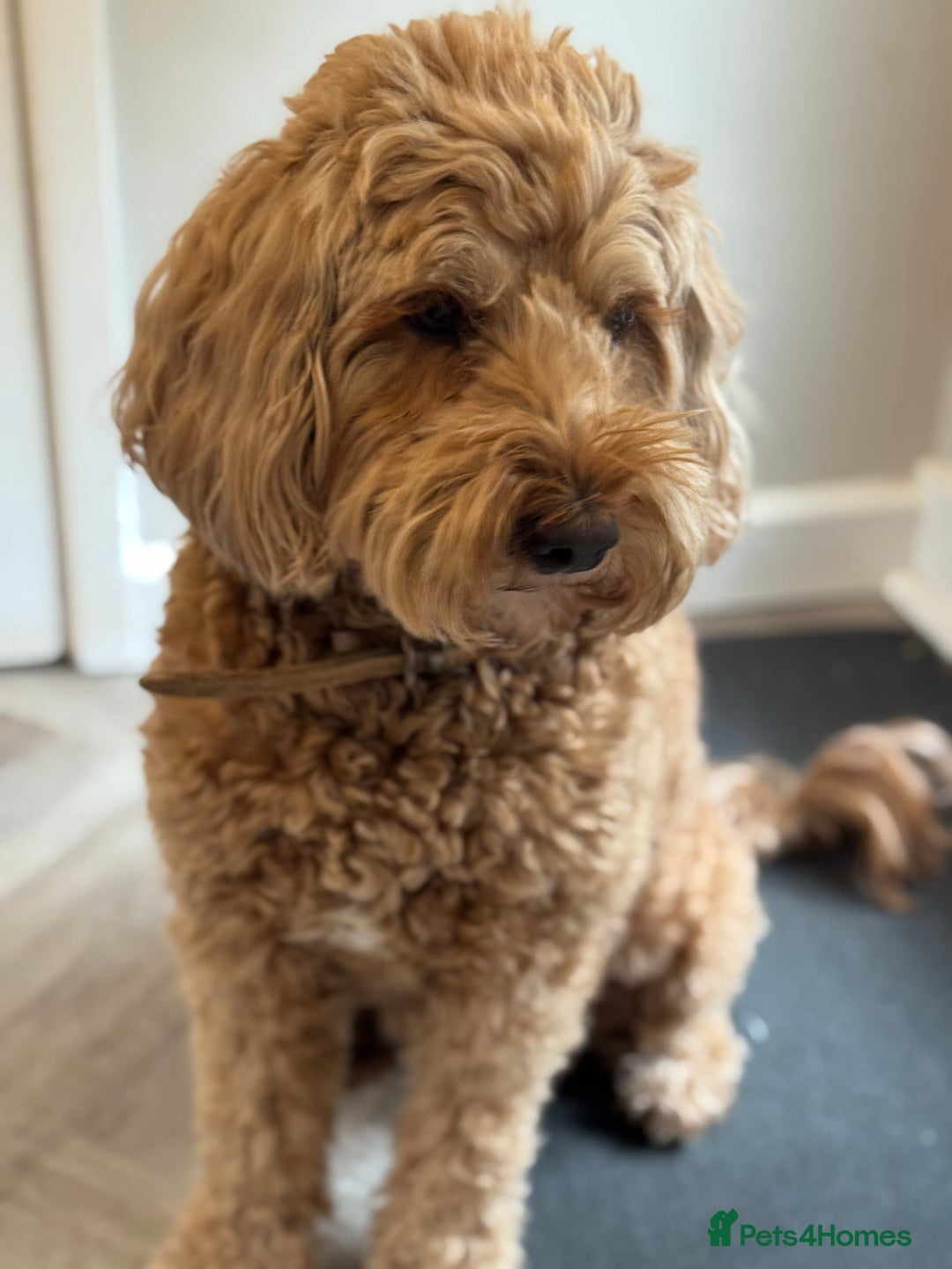 Australian Labradoodle dogs for sale: MULTIGEN AUSTRALIAN LABRADOODLE PUPPIES Due -25/08 - Image 2
