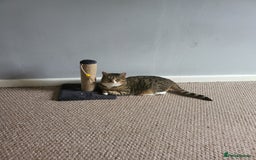 Mixed Breed cats for sale: Ripley - free to a good home - Image 8