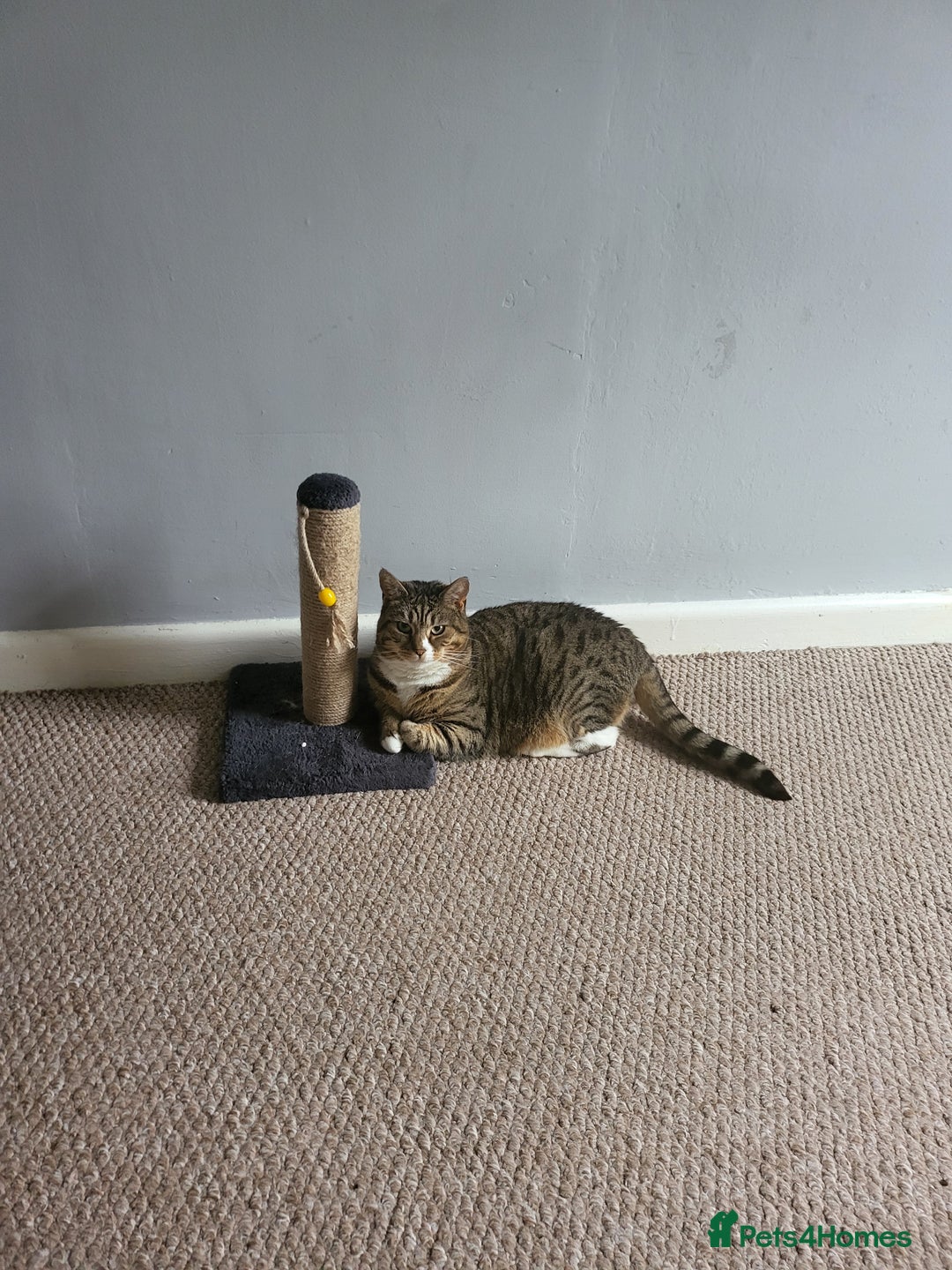 Mixed Breed cats for sale: Ripley - free to a good home - Image 8