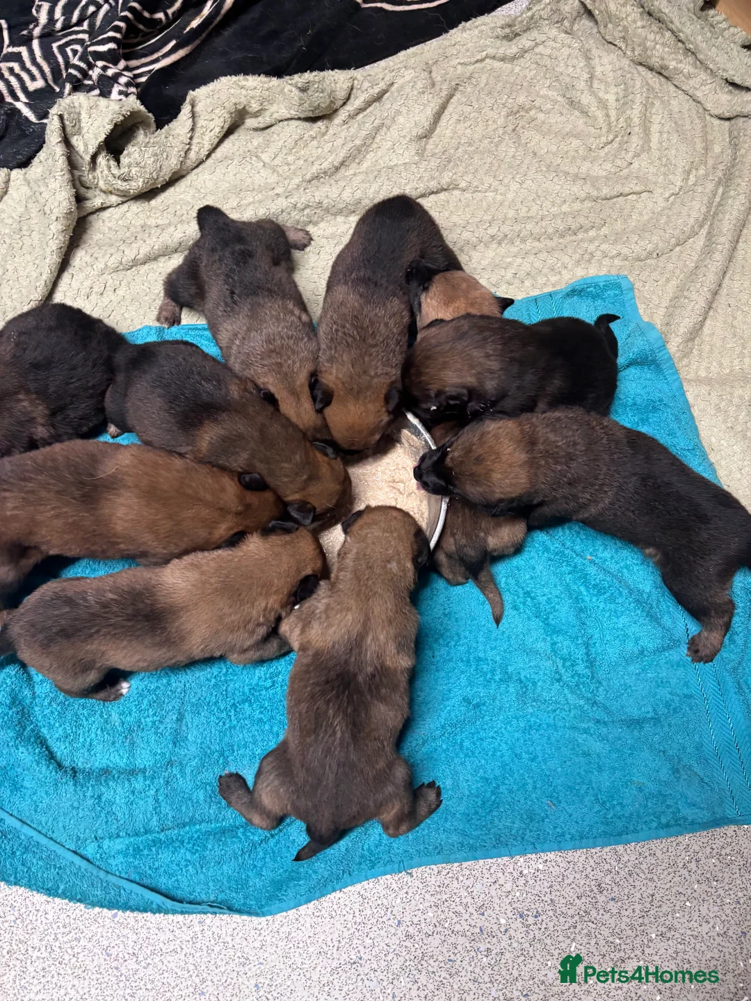 Belgian Shepherd Dog dogs for sale: Belgian malinios puppies - Advert 5