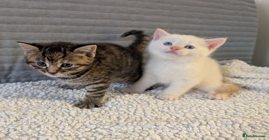 Mixed Breed cats - Advert 10