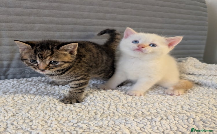 Mixed Breed cats - Advert 8