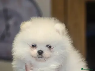 Pomeranian dogs Gorgeous pomeranians - Advert 5
