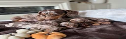 Miniature Dachshund dogs for sale: Miniature Dachshund Puppies Raised With Love in Bradford - Advert 7