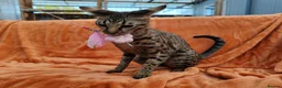Savannah cats for sale: F3 Girl Brown Spotted Savannah TICA - Advert 1