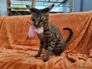 Savannah cats F3 Girl Brown Spotted Savannah TICA - Advert 8