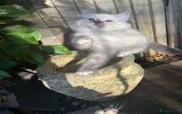 Ragdoll cats for sale: 🚨 Gorgeous, pedigree Ragdoll Puffballs! 🚨  - Image 21