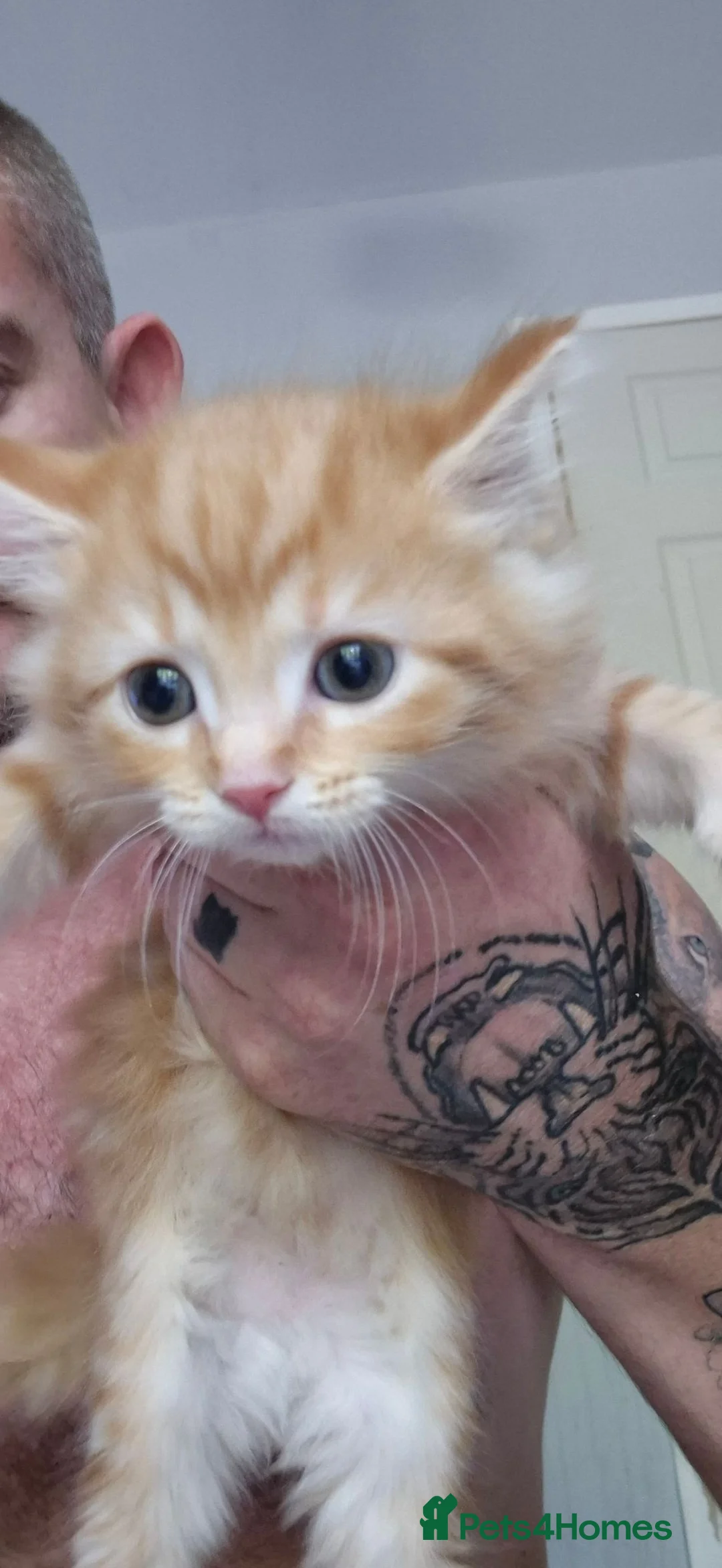 Maine Coon cats for sale: Mixed maine coon fluffy kittens  in Dudley - Advert 2