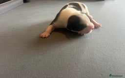 Mixed Breed dogs for sale: StaffyXAmerican bulldog puppies  - Image 31