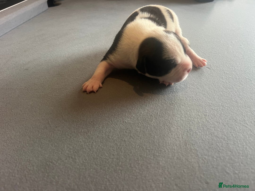 Mixed Breed dogs for sale: StaffyXAmerican bulldog puppies  - Image 31
