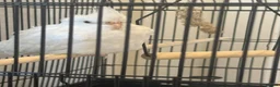 Cockatiels birds for sale: Jessy- hand tamed- rare Alabino-12 weeks cockteil - Advert 3