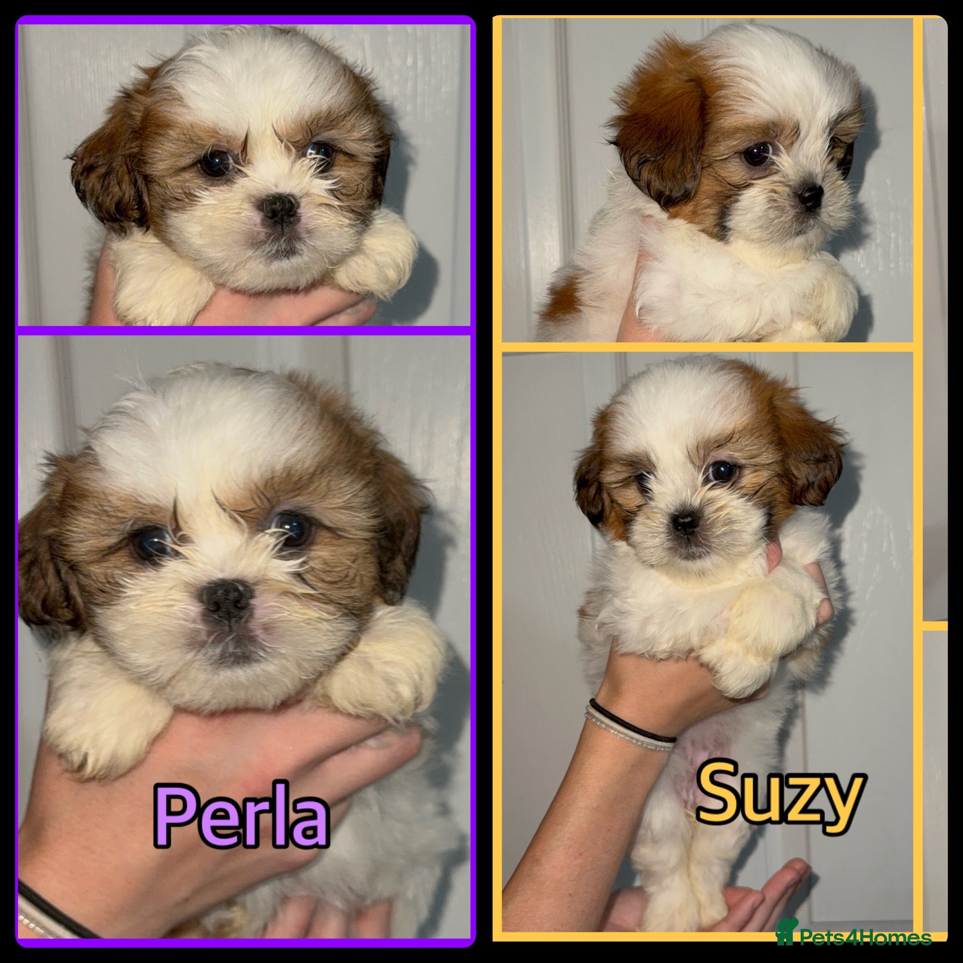 Malshi dogs for sale: 🐶💕 GORGEOUS MALSHI PUPPIES 💕🐶 - Advert 2