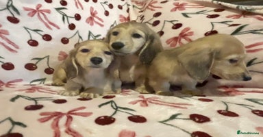 Miniature Dachshund dogs - Advert 7