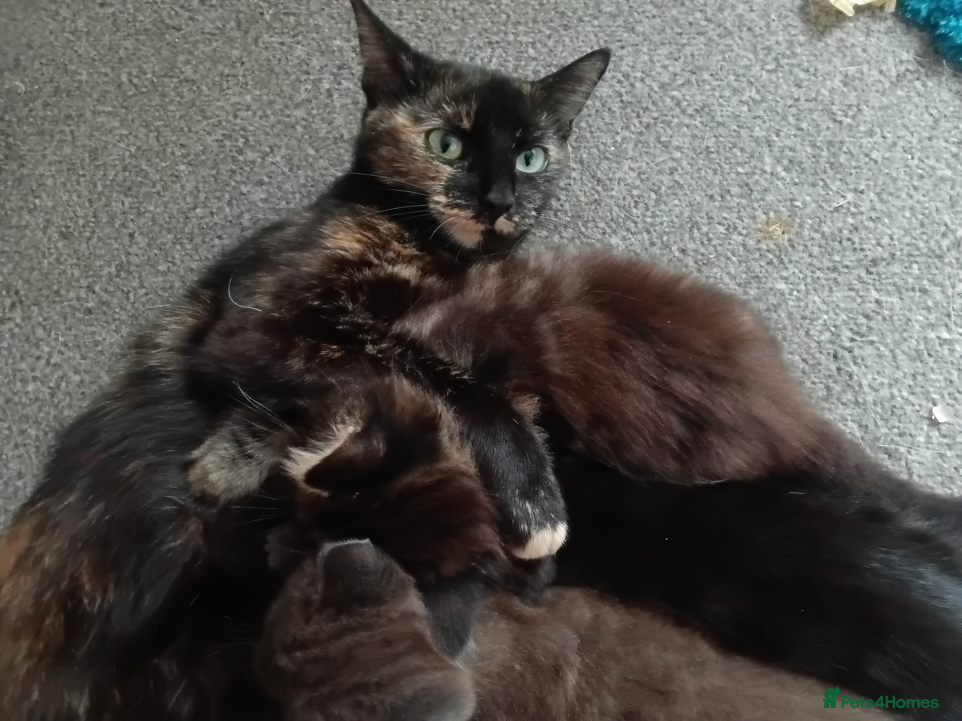 Mixed Breed cats Beautiful fluffy kittens - Advert 2