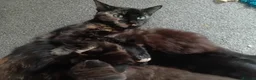 Mixed Breed cats for sale: Beautiful fluffy kittens - Advert 1