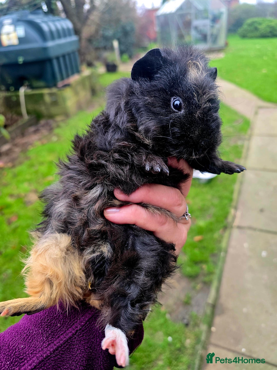 Guinea Pig rodents for sale: Female baby Guinea pig  - Advert 4