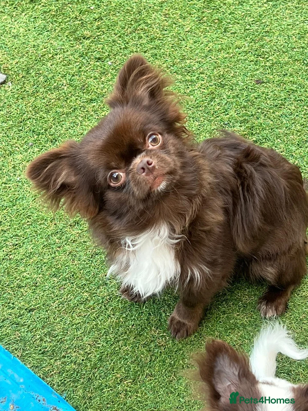 Chihuahua dogs for stud: DONNAJAY Long coat LABORATORY HEALTH TESTED  in Stafford - Advert 3