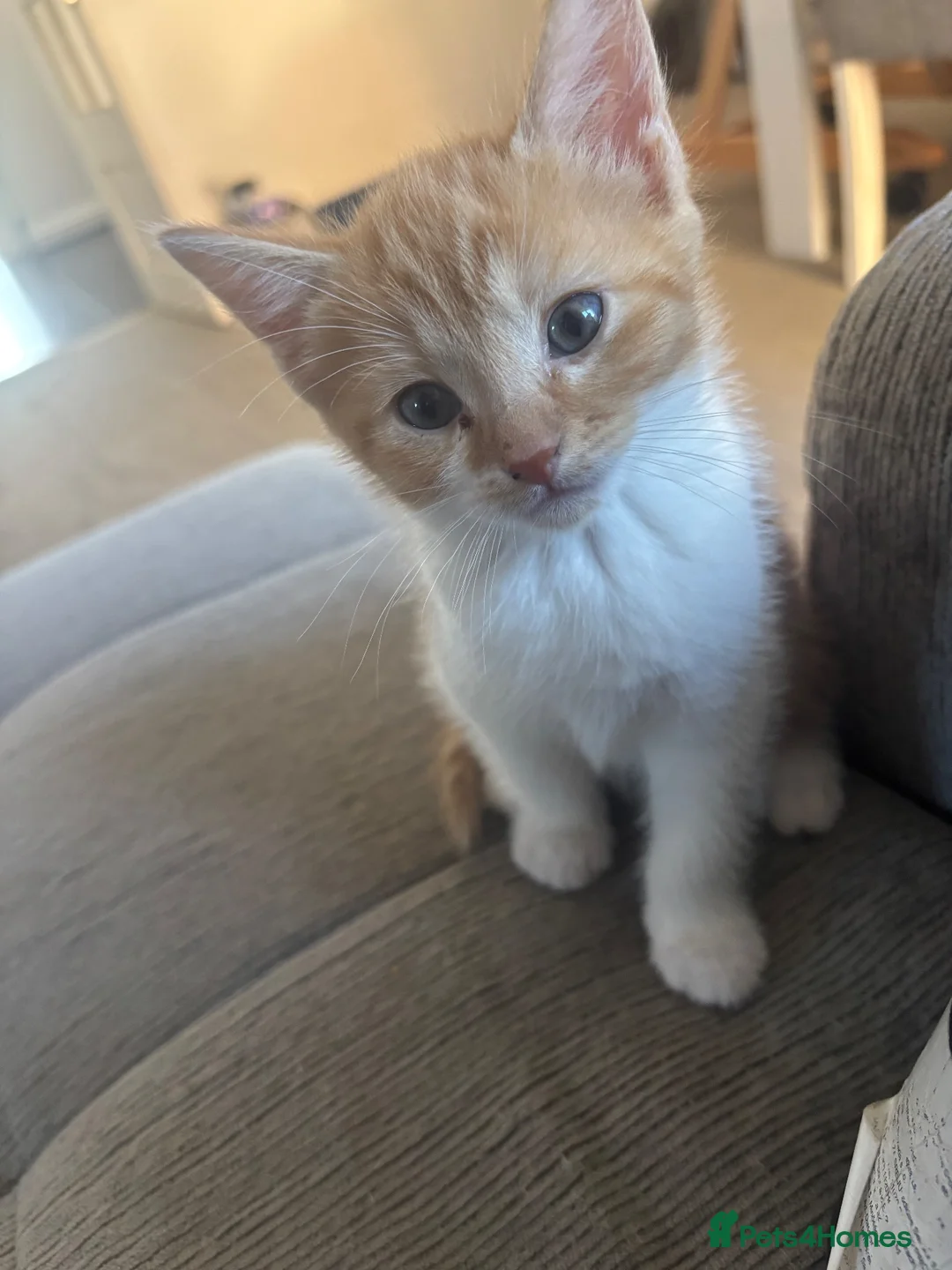 Mixed Breed cats for sale: Ginger and White kittens - Advert 2