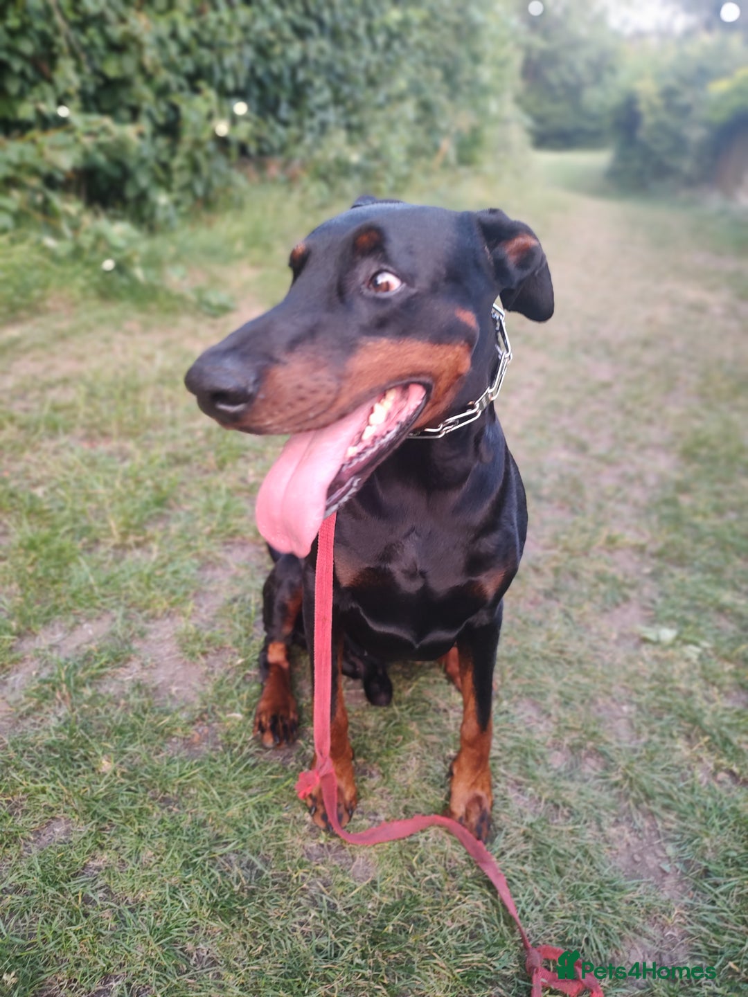 Dobermann dogs for sale: 4 year old Male Doberman looking for forever home - Image 10