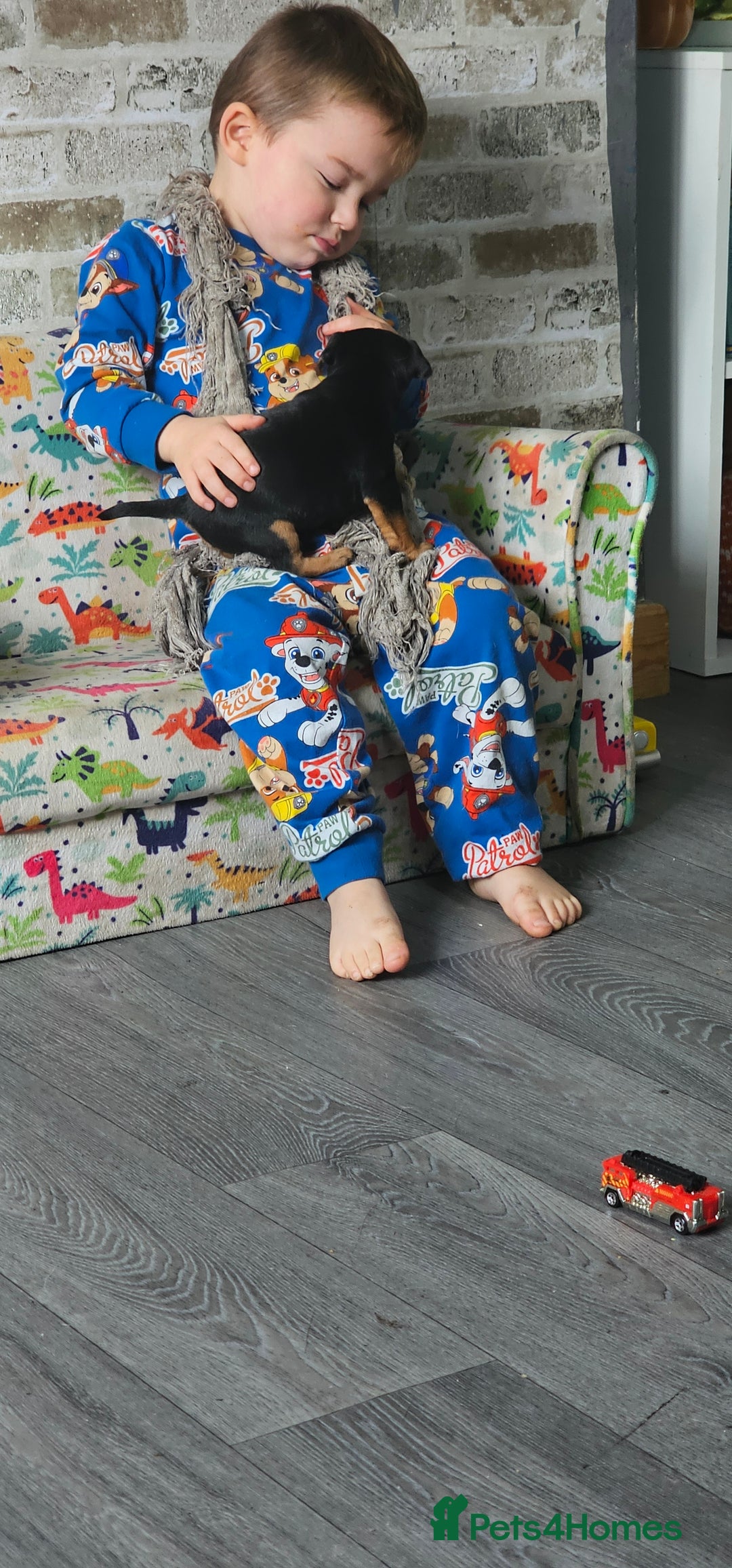 Jack Russell dogs for sale: Beautiful Jack Russell Terrier Puppies - Advert 8