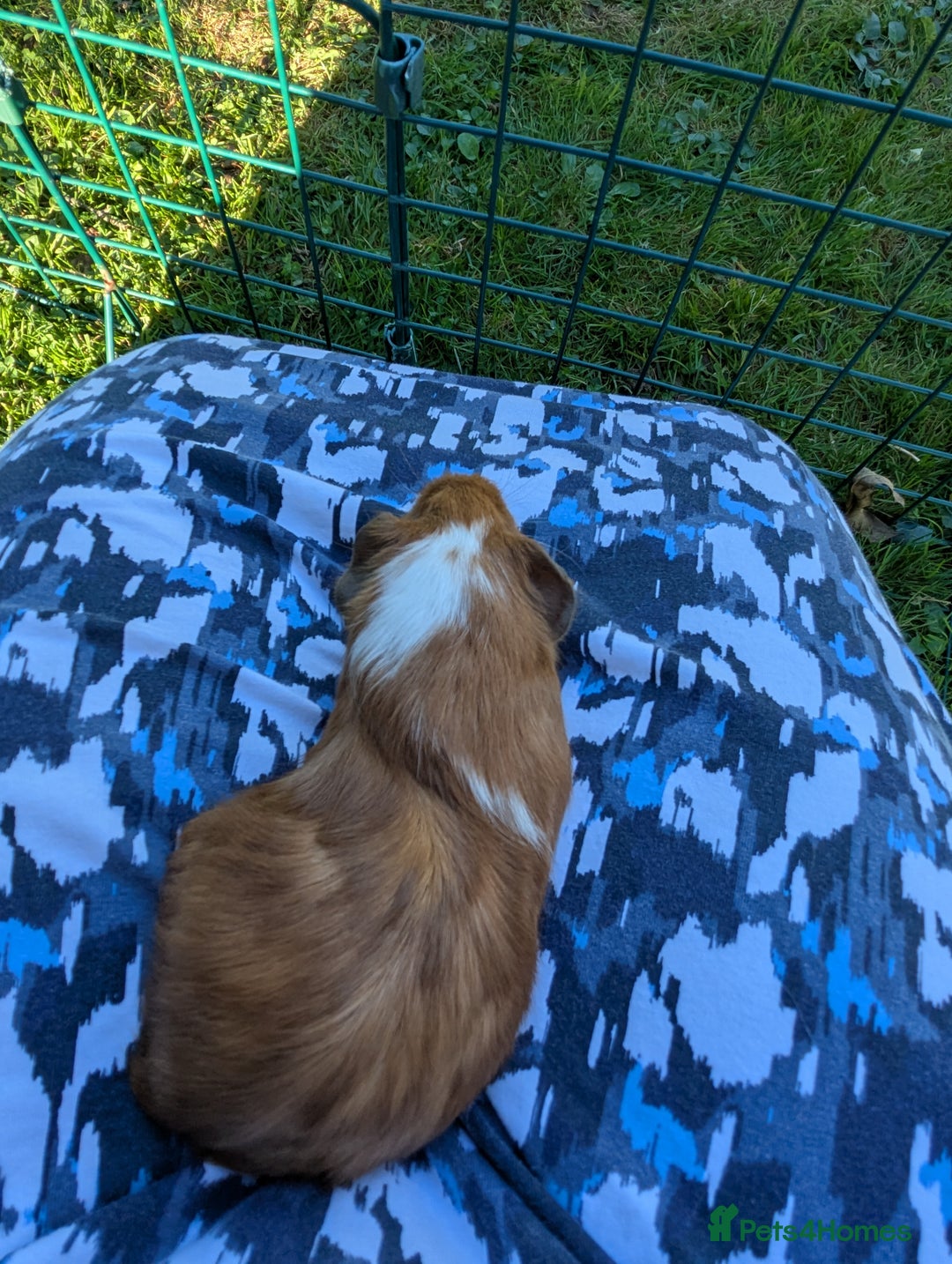 Guinea Pig rodents for sale: Baby guinea pigs - Image 2
