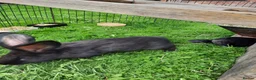 Continental Giant rabbits for sale: Beautiful Pure Giant Continentals Babies - Advert 13